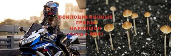 трава Новозыбков